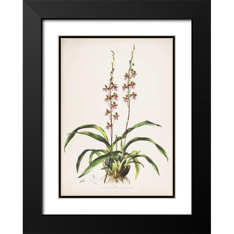 Orchid, Cyrtochilum Bictioniense Black Modern Wood Framed Art Print with Double Matting by Withers, Augusta