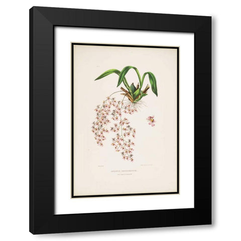 Orchid, Oncidium Bateman Black Modern Wood Framed Art Print with Double Matting by Withers, Augusta