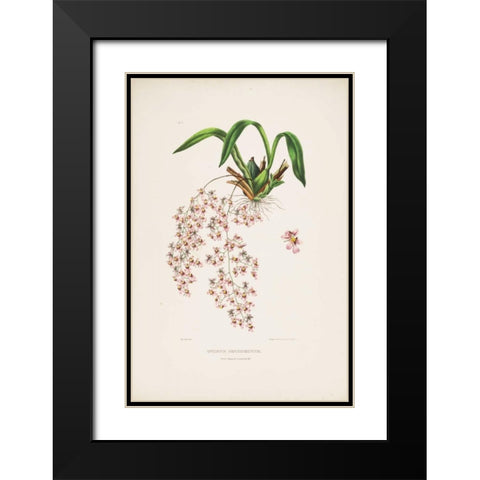 Orchid, Oncidium Bateman Black Modern Wood Framed Art Print with Double Matting by Withers, Augusta