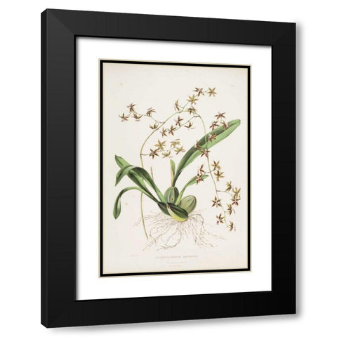 Orchid, Odontoglossum Hastatum Black Modern Wood Framed Art Print with Double Matting by Withers, Augusta