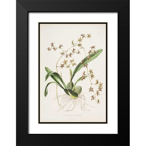 Orchid, Odontoglossum Hastatum Black Modern Wood Framed Art Print with Double Matting by Withers, Augusta