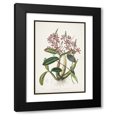 Orchid, Schomburgkia Tibicinis Black Modern Wood Framed Art Print with Double Matting by Withers, Augusta