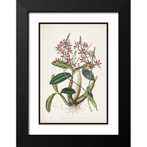 Orchid, Schomburgkia Tibicinis Black Modern Wood Framed Art Print with Double Matting by Withers, Augusta