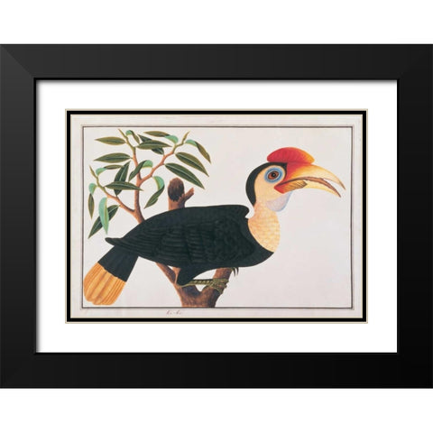 Ke-ke Hornbill Black Modern Wood Framed Art Print with Double Matting by Anonymous