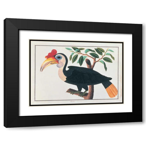 Ingang, Hornbill Black Modern Wood Framed Art Print with Double Matting by Anonymous