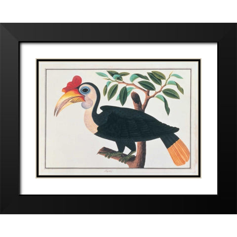 Ingang, Hornbill Black Modern Wood Framed Art Print with Double Matting by Anonymous