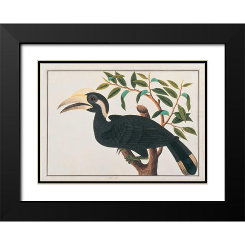Ke-ke, Hornbill Black Modern Wood Framed Art Print with Double Matting by Anonymous