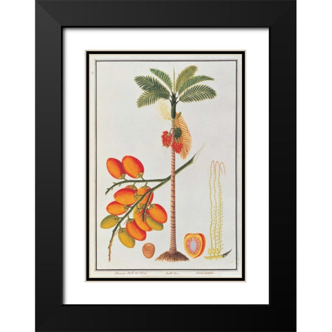 Penang Betle Nut Tree Black Modern Wood Framed Art Print with Double Matting by Anonymous