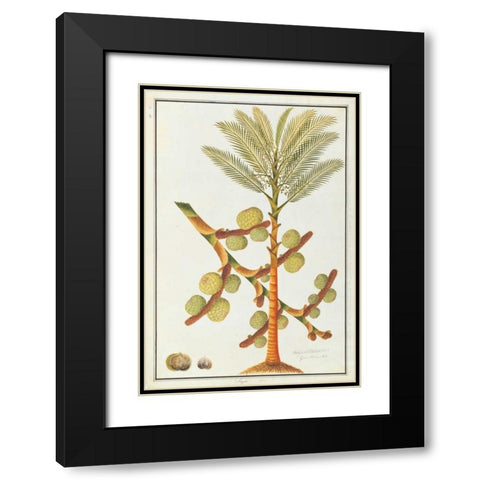 Sago Palm Black Modern Wood Framed Art Print with Double Matting by Anonymous