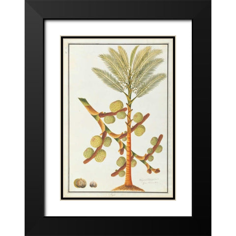 Sago Palm Black Modern Wood Framed Art Print with Double Matting by Anonymous