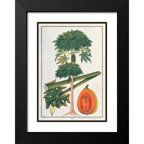 Papaya Tree Black Modern Wood Framed Art Print with Double Matting by Anonymous