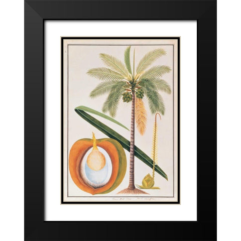 Coconut Palm Black Modern Wood Framed Art Print with Double Matting by Anonymous