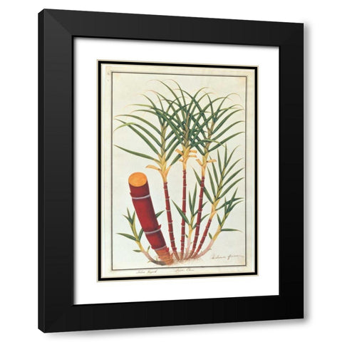 Sugar Cane Black Modern Wood Framed Art Print with Double Matting by Anonymous