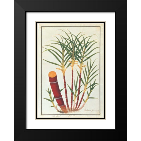 Sugar Cane Black Modern Wood Framed Art Print with Double Matting by Anonymous