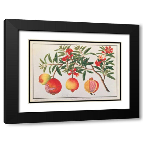 Pomegranate Black Modern Wood Framed Art Print with Double Matting by Anonymous