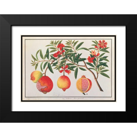 Pomegranate Black Modern Wood Framed Art Print with Double Matting by Anonymous