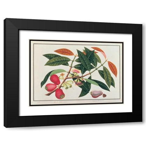 Malay Rose Apple Black Modern Wood Framed Art Print with Double Matting by Anonymous