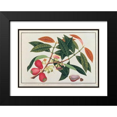 Malay Rose Apple Black Modern Wood Framed Art Print with Double Matting by Anonymous