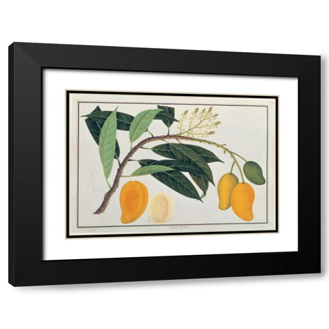 Mango Black Modern Wood Framed Art Print with Double Matting by Anonymous