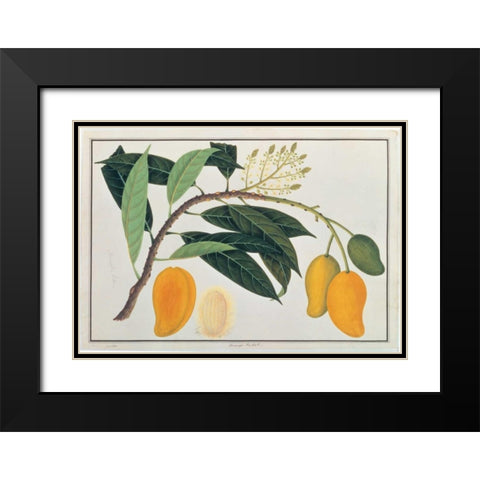 Mango Black Modern Wood Framed Art Print with Double Matting by Anonymous