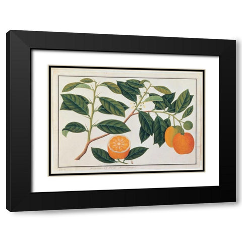 Macao Oranges Black Modern Wood Framed Art Print with Double Matting by Anonymous