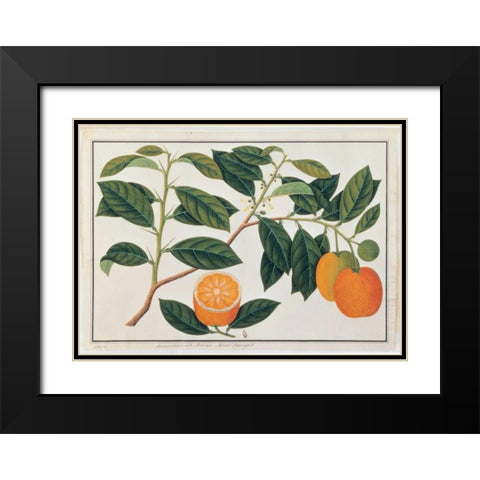 Macao Oranges Black Modern Wood Framed Art Print with Double Matting by Anonymous
