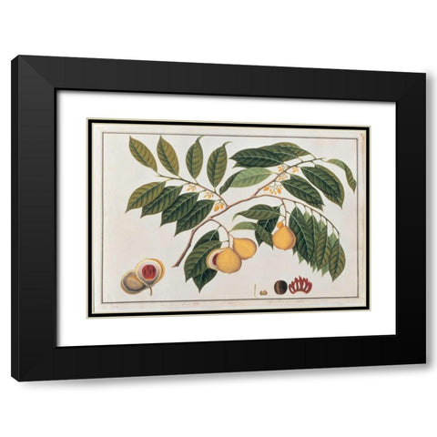 Nutmeg Black Modern Wood Framed Art Print with Double Matting by Anonymous