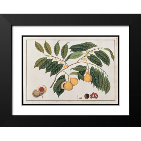 Nutmeg Black Modern Wood Framed Art Print with Double Matting by Anonymous