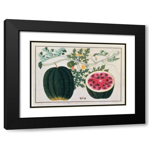 Watermelon Black Modern Wood Framed Art Print with Double Matting by Anonymous