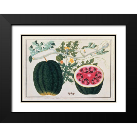 Watermelon Black Modern Wood Framed Art Print with Double Matting by Anonymous