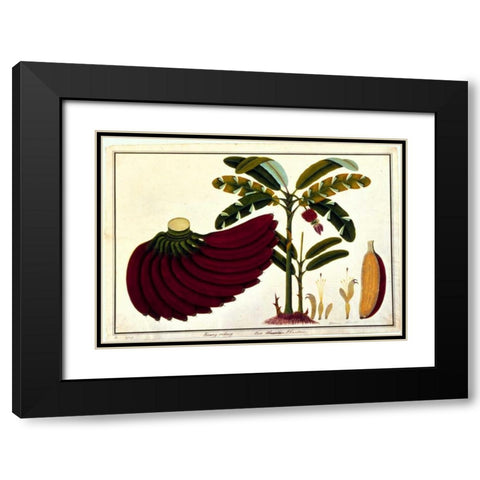 Banana Black Modern Wood Framed Art Print with Double Matting by Anonymous
