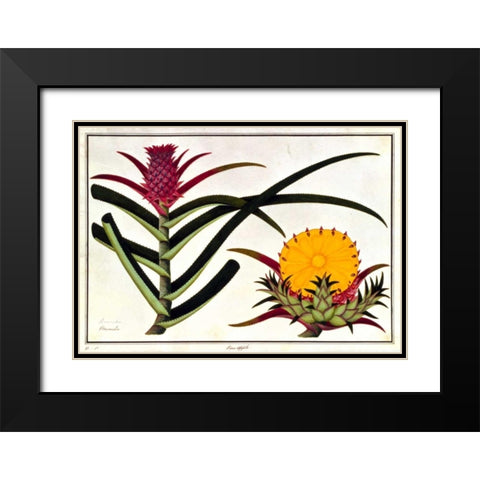 Pineapple Black Modern Wood Framed Art Print with Double Matting by Anonymous