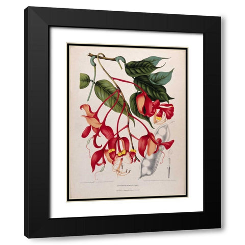 Orchid tree, Pride of Burma Black Modern Wood Framed Art Print with Double Matting by Van Nooten, Madame