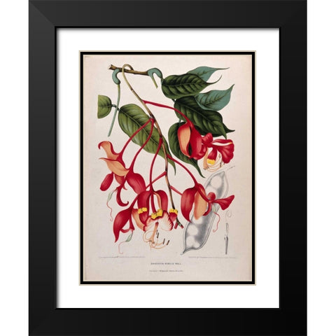Orchid tree, Pride of Burma Black Modern Wood Framed Art Print with Double Matting by Van Nooten, Madame