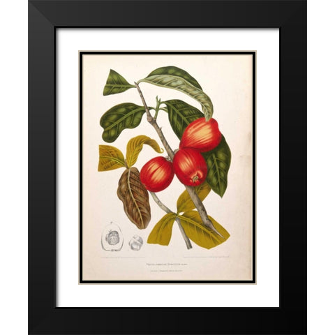 Rose Apple fruiting Black Modern Wood Framed Art Print with Double Matting by Van Nooten, Madame