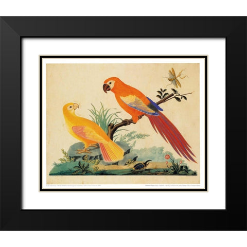 Two Parrots Black Modern Wood Framed Art Print with Double Matting by Raineri, Carlo, Vittorio