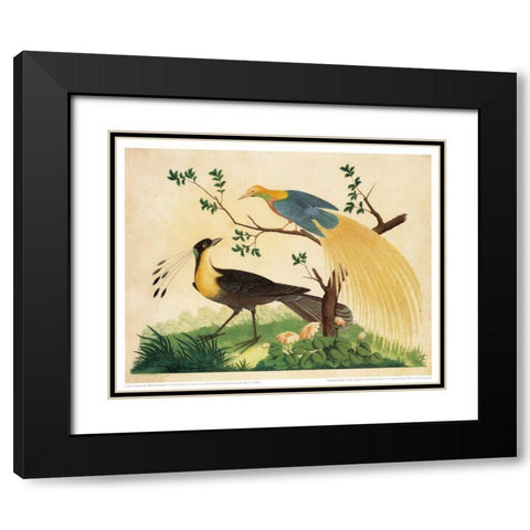 Bird of Paradise and Exotic Bird Black Modern Wood Framed Art Print with Double Matting by Raineri, Carlo, Vittorio
