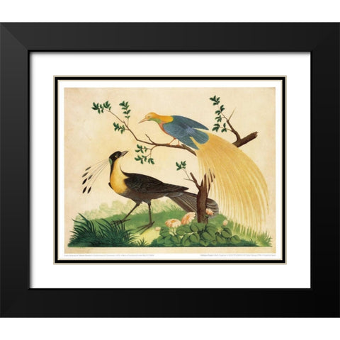 Bird of Paradise and Exotic Bird Black Modern Wood Framed Art Print with Double Matting by Raineri, Carlo, Vittorio