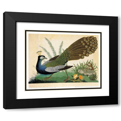 Peacock and Mole Black Modern Wood Framed Art Print with Double Matting by Raineri, Carlo, Vittorio
