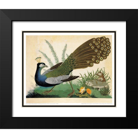 Peacock and Mole Black Modern Wood Framed Art Print with Double Matting by Raineri, Carlo, Vittorio