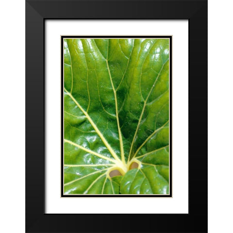 Tropical Leaf Black Modern Wood Framed Art Print with Double Matting by Blue, Cyril