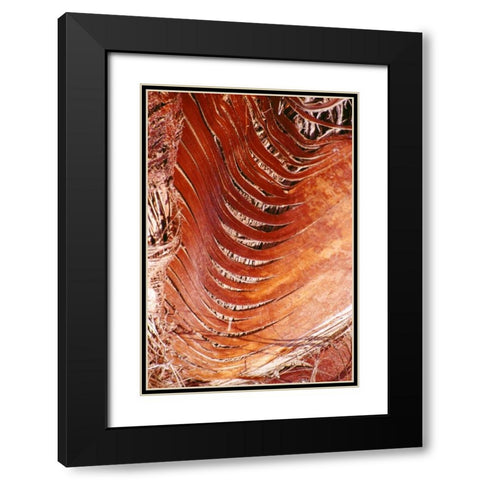 Palm Bark Black Modern Wood Framed Art Print with Double Matting by Blue, Cyril