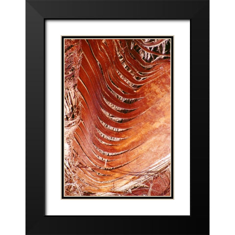 Palm Bark Black Modern Wood Framed Art Print with Double Matting by Blue, Cyril