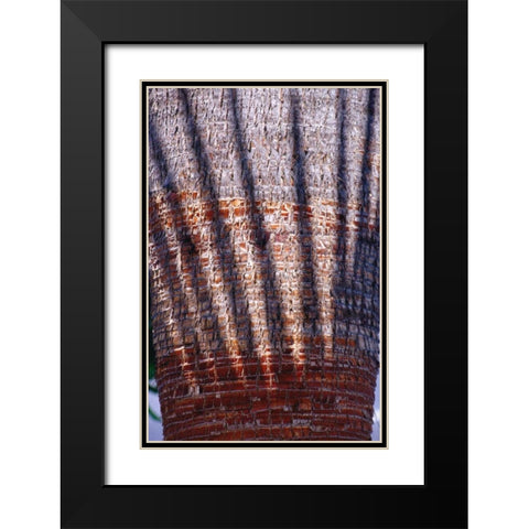 Date Palm Crown Black Modern Wood Framed Art Print with Double Matting by Blue, Cyril