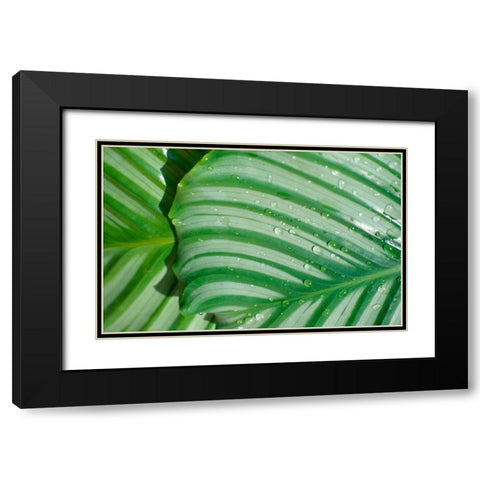 Tropical Leaf Black Modern Wood Framed Art Print with Double Matting by Blue, Cyril
