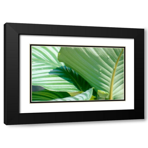 Tropical Leaves Black Modern Wood Framed Art Print with Double Matting by Blue, Cyril