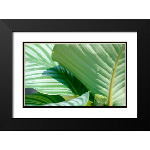 Tropical Leaves Black Modern Wood Framed Art Print with Double Matting by Blue, Cyril