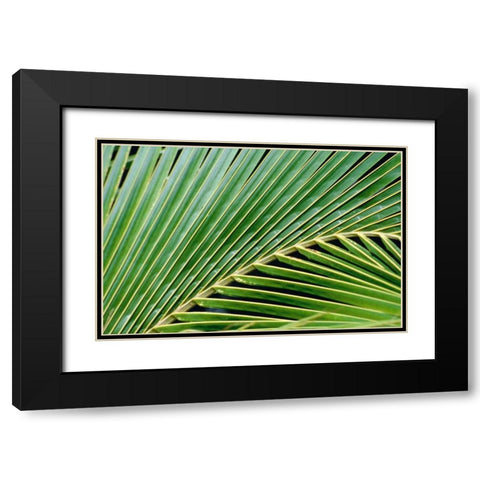 Palm Frond Black Modern Wood Framed Art Print with Double Matting by Blue, Cyril