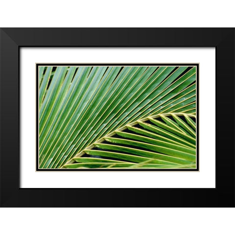 Palm Frond Black Modern Wood Framed Art Print with Double Matting by Blue, Cyril
