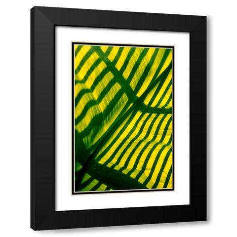 Palm Frond Black Modern Wood Framed Art Print with Double Matting by Blue, Cyril